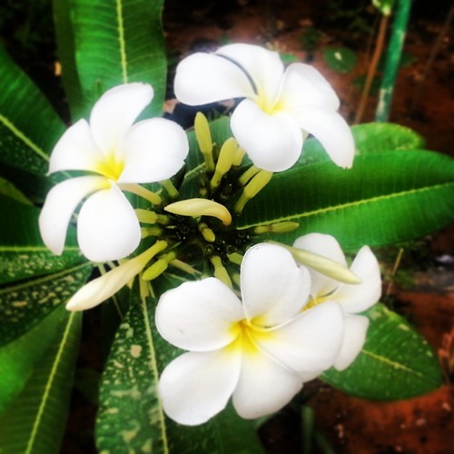 king_kh_700's profile picture. 