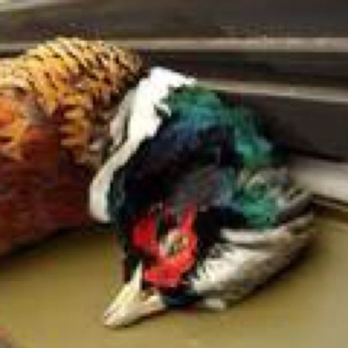 West Country Field Sports is dedicated to promoting all forms of Field Sports and the resulting conservation benefits in the South West of England.