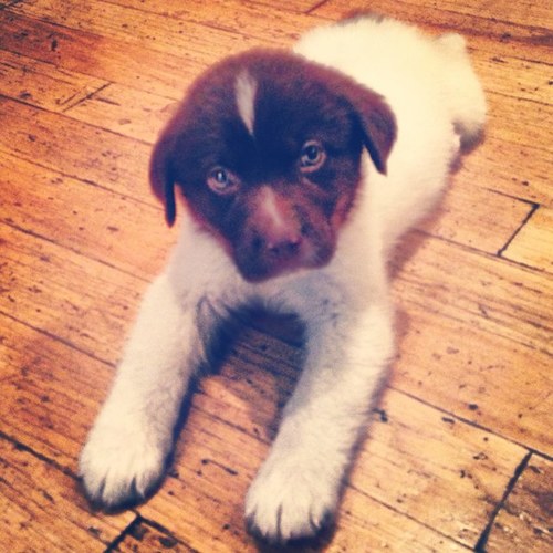 HarveyTweets13's profile picture. Smell my puppy breath.