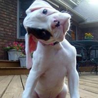 DConstable's profile picture. 