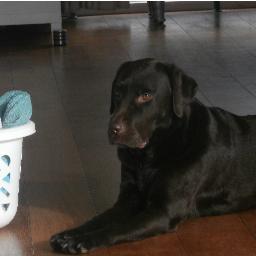 BinkdeHondVEVO's profile picture. Check mijn filmpje! =D http://t.co/7kPAZry7tt Have Fun! groetjes Bink de Hond