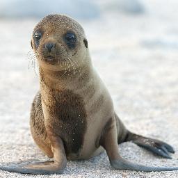 Save the Sea Lions! #SML