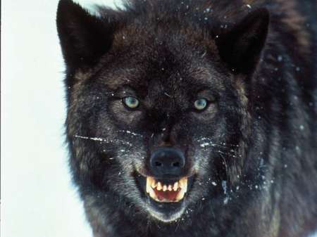 Literalmente soy el perro de El Perro Clegane , cuido su casa y su familia//INDOMABLE//DA SLIPIN DOG , WESTERO VISION//Sandor me domina , nadie mas.