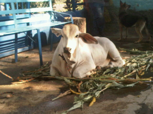 Venezolanisiiiiima♥ UCVISTA..  Mi pasion Medicina Veterinaria! I ♥ Bovinos (Cow)☺  Debilidad=Animles