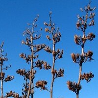 flaxgarden (@flaxgardennz) 's Twitter Profile