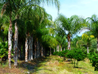 FLPalmTreeFarm's profile picture. Seminole County Tree Farm selling Trees wholesale to nurseries, contractors & architects