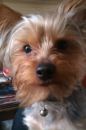 Actor. Keen cook. Crossstitcher/crafter.  Lover of sci-fi, mystery/crime thrillers and travel. Happy geek.  Willing servant to Bertie my Yorkie.