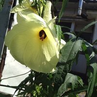 よだきんぼ (@yodakinbo) Twitter profile photo