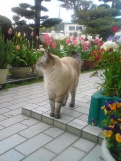 Haruka881188's profile picture. バッグや小物のハンドメイドと猫柄雑貨を楽しんでいます。うちには猫が2匹いて、家族の一員のような存在になっています。 猫に癒される日々を満喫中。
ハンドメイド、猫グッズに関係なく、たくさんの方との交流を楽しみにしています。海外ドラマ、動物や風景の写真を見るのが大好きです♪