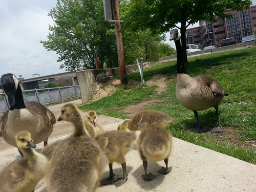 BlackRepubPGH's profile picture. Text Trump to 88022