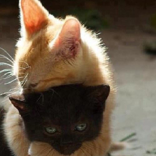 My name is Quirrelflight and i live in Thunderclan with my mate Brambleclaw and my kits Jayfeather, Hollyleaf and Lionblaze. This picture is Lionblaze/Hollyleaf