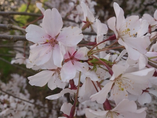 桜が大好き(*^^*)