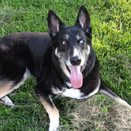 BIllyBoppyBear's profile picture. 