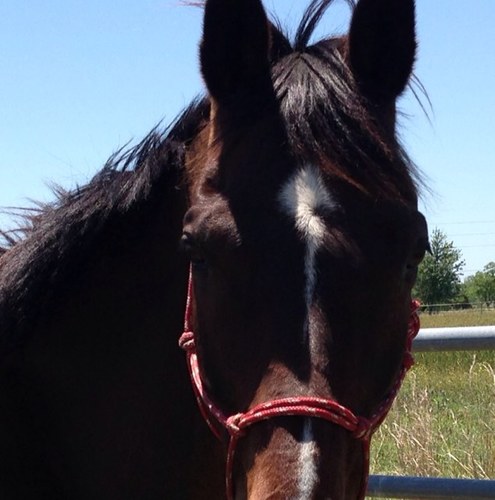 tearesusan's profile picture. Retired! English teacher YA reader, wannabe dressage diva (40 years at training level but still riding)