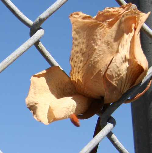 ItsAStepLife's profile picture. wife, stepmom of 4, just trying to keep my head above water #stepmom #twitterstepmoms