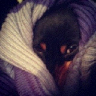 IamMeg001's profile picture. I just want to hug every sloth