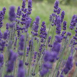 Lila_Lavender's profile picture. 