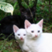 Observatory Cats (@ObservatoryCats) Twitter profile photo