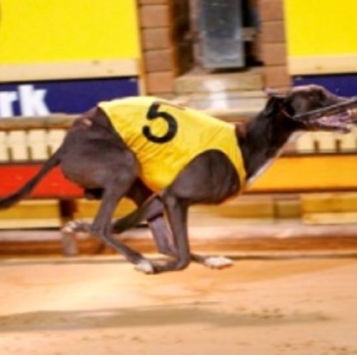 Greyhoundprobet's profile picture. 