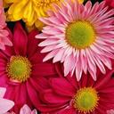 Frank McDaniel - @FrankMcDaniel2 - Twitter