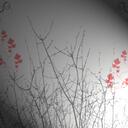 Jason Buis - @Deodra - Twitter