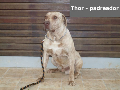 ventocrioulo's profile picture. 