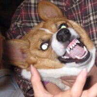 シロップ兄やんと二代目テト君 (@syrup218) 's Twitter Profile Photo シロップ兄やんと二代目テト君 (@syrup218) 's Twitter Profile Photo