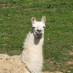 Je suis un lama qui vis dans les bois, tu veux quoi ? Follow moi, et j'ai plus de rime en -oi.