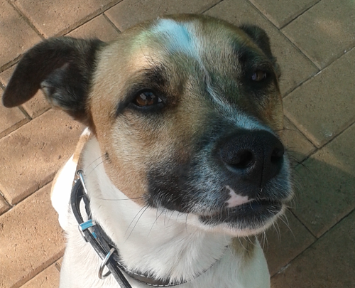 DavidNickless's profile picture. Cook extraordinaire, Baker of fine things, AKA Cookie