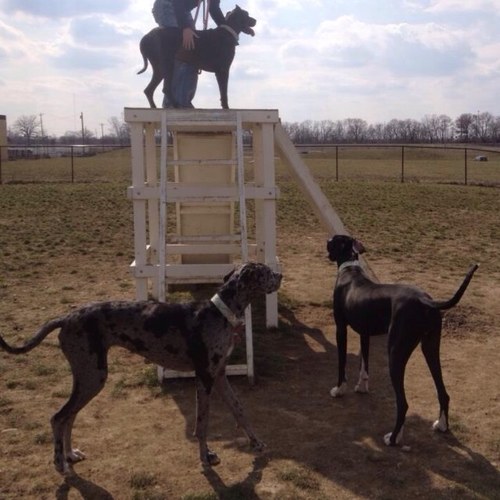 bludwig66's profile picture. We are an in-home Great Dane rescue located in Grove City, OH. We take in all different types of dogs in need on a case by case basis in addition to all Danes.