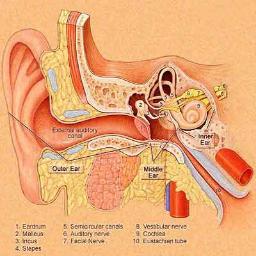 Learn about tinnitus, or ringing in the ears caused by exposure to loud noises, medication, and some diseases like Meniere's disease. Follow us to learn more.