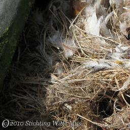 House sparrow Nestcam in the Netherlands.