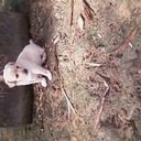 Daniela Azevedo - @dannypalmerense - Twitter