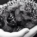 Antonio Ricci - @leofficinericci - Twitter