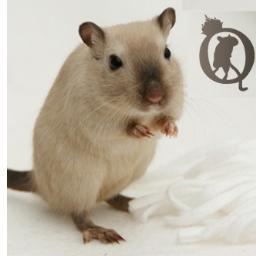 Dé Gerbil webshop met pure passie voor de Gerbils! Klantgerichtheid, openheid en aandacht voor u en uw Gerbils. Gerbil fokkerij Queenies in Oudenbosch