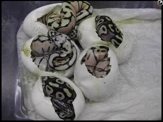 I love reptiles and I will buy breed or adopt a reptile as I have had years of experience