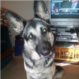 German Shepherd Dog. Lover of Life. Rescued 2/2/12. Living Large with my new forever family! Aspiring runway model. #iheartmypeeps #andelgatotoo
