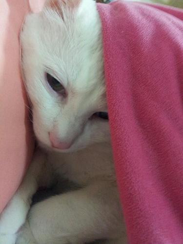明天...냥이,강이사랑...귀농...그리운 노무현. 상식이 통하는 사회에 살고싶다...문재인•안철수와 함께...