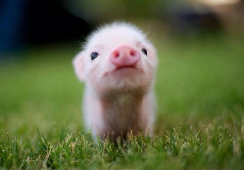 Were all about pretty piggys here.