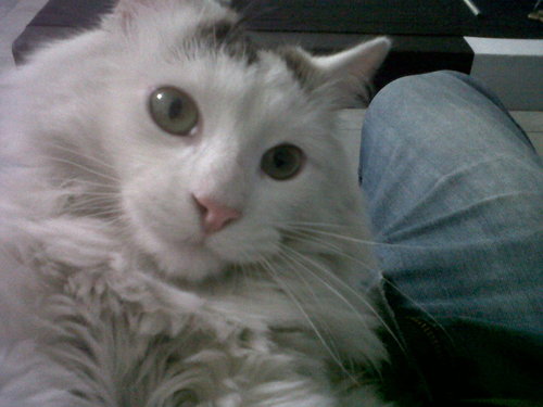 un gato