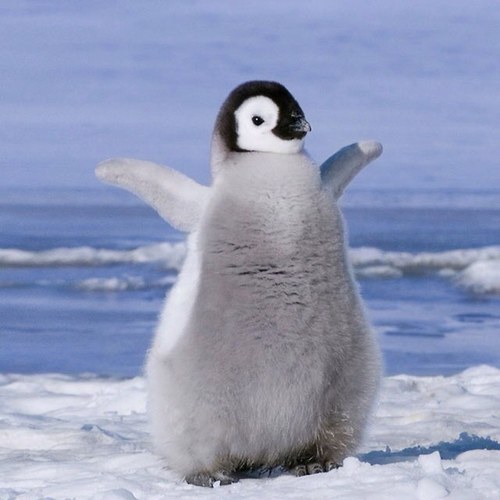驚くばかりペンギン 可愛い 赤ちゃん 最高の動物画像