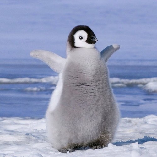 驚くばかりペンギン 可愛い 赤ちゃん 最高の動物画像 驚くばかりペンギン 可愛い 赤ちゃん 最高の動物画像