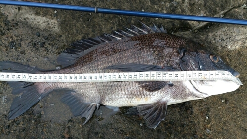 PtBrave's profile picture. 三浦半島在住の釣り好き親父。ベラや木っ葉メジナが主力。釣果状況（魚）の共有をしていきます！釣り好きの方フォロー下さい！