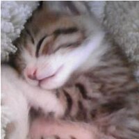 かなた(ミストショコラ) (@kanata1986) 's Twitter Profile Photo