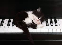 Songwriter, musician, creative cat