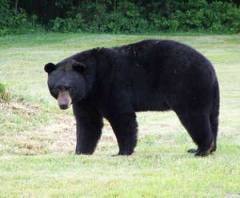 I am the Black Bear Spotted in Bucks County, PA. Not a spotted black bear. http://t.co/G5A9u1UQby