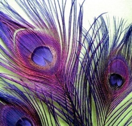 PeacockResale's profile picture. Peacock Resale is a online resale boutique specializing in designer and brand named finds. We carry women's apparel, handbags, wallets, accessories and jewelry