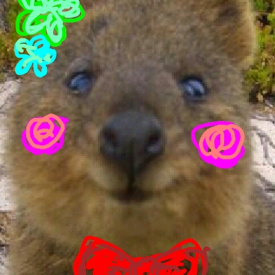 くおっか Quokka Smile Twitter