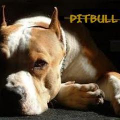 compra, vende, opina e informate sobre la raza pitbull// buy, sell, think and inform yourself about the breed pitbull