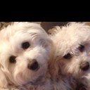 Mandy Head - @chillimoo - Twitter